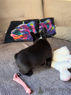 Photo №2 de l'annonce № 171272 de la vente bouledogue - acheter à République Tchèque éleveur