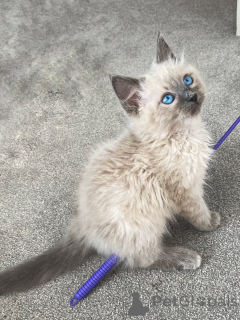 Photo №2 de l'annonce № 159068 de la vente ragdoll - acheter à Allemagne éleveur