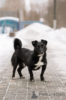Photo №3. Donnons un beau mec nommé Shnyrek entre de bonnes mains !. Fédération de Russie