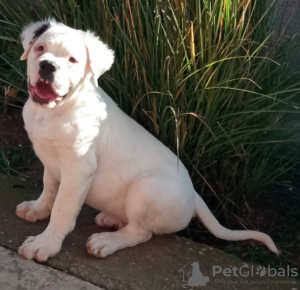 Photos supplémentaires: bouledogue américain