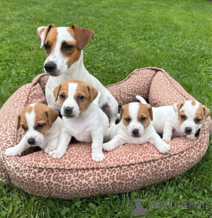 Photo №1. jack russell terrier - à vendre en ville de Helsinki | Gratuit | Annonce №160305