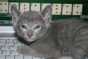 Photo №2 de l'annonce № 173748 de la vente bleu russe - acheter à La Moldavie annonce privée, éleveur