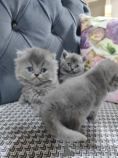 Photo №2 de l'annonce № 139144 de la vente bobtail américain à longs poils - acheter à Turquie éleveur