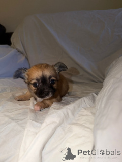 Photo №3. Tapaa upeat pentumme bringé-chihuahuan !. La finlande