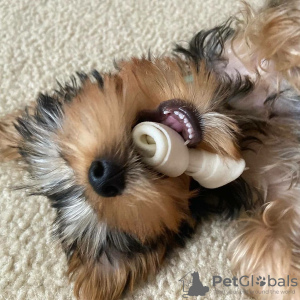 Photo №2 de l'annonce № 133372 de la vente yorkshire terrier - acheter à Allemagne annonce privée