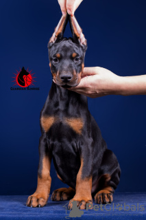 Photo №2 de l'annonce № 13133 de la vente dobermann - acheter à Fédération de Russie de la fourrière