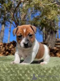 Photo №2 de l'annonce № 164685 de la vente jack russell terrier - acheter à La finlande annonce privée, éleveur