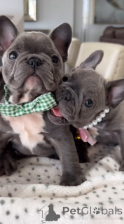 Photo №2 de l'annonce № 140721 de la vente bouledogue - acheter à Allemagne éleveur