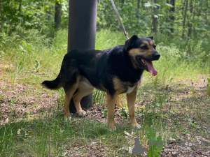 Photo №1. chien bâtard - à vendre en ville de Москва | Gratuit | Annonce №144343