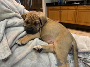 Photo №4. Je vais vendre bullmastiff en ville de Eksjo. annonce privée, éleveur - prix - 850€