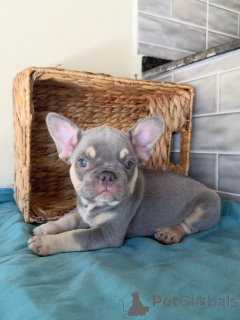 Photo №1. bouledogue - à vendre en ville de Liberc | négocié | Annonce №163707
