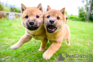 Photo №1. shiba - à vendre en ville de Штутгарт | Gratuit | Annonce №118184