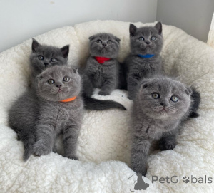 Photo №1. scottish fold - à vendre en ville de Ville de Londres | négocié | Annonce № 172995