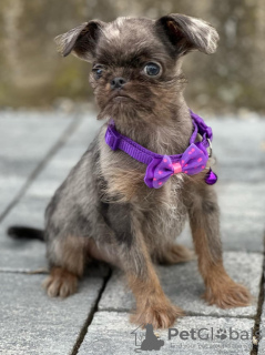 Photo №3. Chiots mâles Griffon de Bruxelles à vendre. Serbie