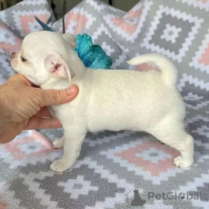 Photo №1. chihuahua - à vendre en ville de Belozersky | Gratuit | Annonce №164722