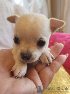 Photo №4. Je vais vendre chihuahua en ville de Zrenjanin.  - prix - négocié