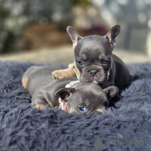 Photo №2 de l'annonce № 163616 de la vente bouledogue - acheter à France éleveur