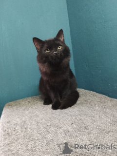 Photo №3. La belle Gayana cherche sa famille.. Fédération de Russie