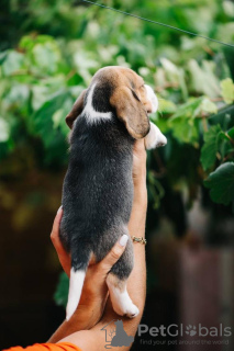 Photo №2 de l'annonce № 84063 de la vente beagle - acheter à USA annonce privée, éleveur