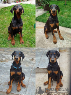 Photo №4. Je vais vendre dobermann en ville de Belgrade.  - prix - 350€