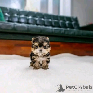 Photo №3. TEACUP YORKIE PUPPY POUR L'ADOPTION. USA