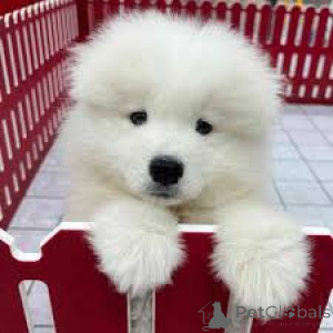 Photo №3. Chiots Samoyed. Suisse