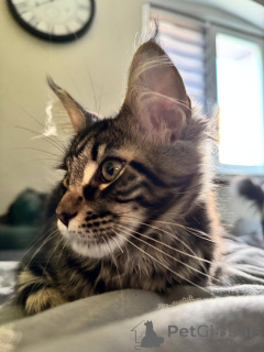 Photo №4. Je vais vendre maine coon en ville de Валенсия. annonce privée - prix - 553€