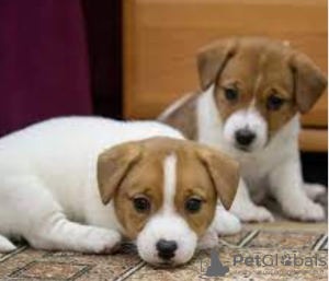 Photo №1. jack russell terrier - à vendre en ville de Stockholm | négocié | Annonce №96296