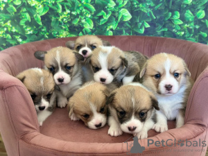 Photo №1. welsh corgi - à vendre en ville de Tallinn | 400€ | Annonce №133546