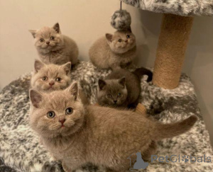 Photo №1. british shorthair - à vendre en ville de Helsinki | Gratuit | Annonce № 166261