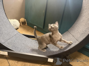 Photo №1. burmese - à vendre en ville de Burgdorf | 350€ | Annonce № 173288