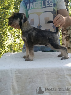 Photos supplémentaires: Sel de poivre pour chiots schnauzer nain