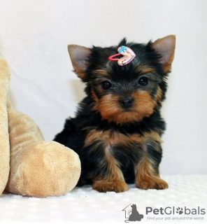 Photo №1. yorkshire terrier - à vendre en ville de Дублин | Gratuit | Annonce №124155