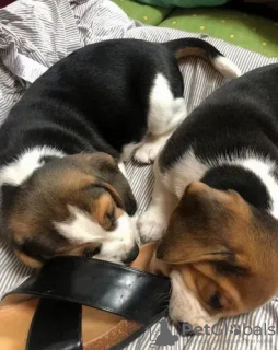 Photo №3. Beaux chiots beagles. Ukraine