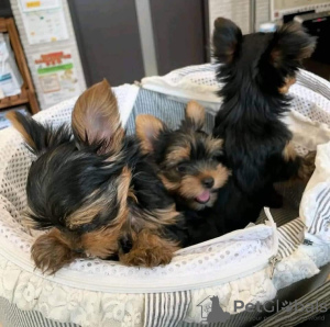 Photo №4. Je vais vendre yorkshire terrier en ville de Баден. éleveur - prix - 379€