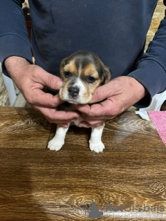 Photo №4. Je vais vendre beagle en ville de Lajkovac. annonce privée - prix - négocié