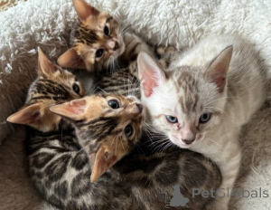 Photo №1. bengal - à vendre en ville de Emkhuzweni | négocié | Annonce № 172055