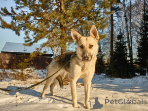 Photo №3. Vesta cherche une maison!. Fédération de Russie