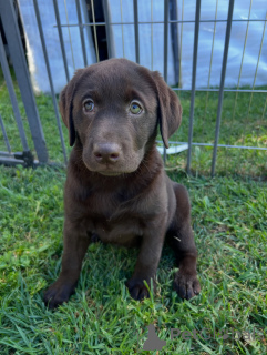 Photo №1. labrador retriever - à vendre en ville de Munich | négocié | Annonce №165688