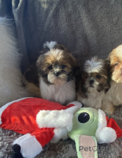 Photo №1. shih tzu - à vendre en ville de Almería | 450€ | Annonce №176479