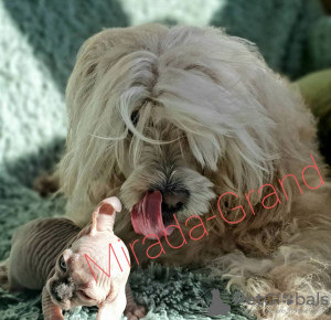 Photo №4. Je vais vendre elf en ville de Москва. de la fourrière - prix - négocié