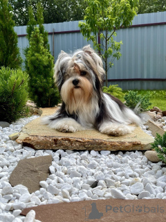 Photo №1. biewer yorkshire terrier - à vendre en ville de Minsk | 600€ | Annonce №147251