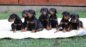 Photo №3. Meilleurs chiots Dobermann. Serbie