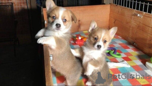 Photo №1. welsh corgi - à vendre en ville de Cologne | 500€ | Annonce №149683