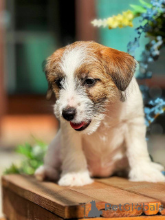 Photo №3. Chiot Jack Russell Terrier des champions avec la généalogie. Fédération de Russie