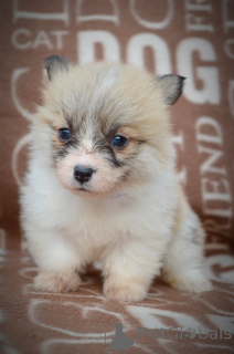 Photo №4. Je vais vendre welsh corgi en ville de Kragujevac. éleveur - prix - négocié