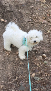 Photo №2 de l'annonce № 176566 de la vente bichon à poil frisé - acheter à La finlande 