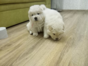 Photo №3. chow chow. Biélorussie