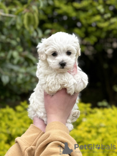 Photos supplémentaires: Chiot Maltipoo