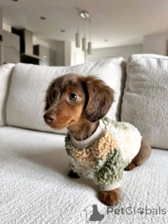 Photo №1. teckel - à vendre en ville de Helsinki | 500€ | Annonce №163626